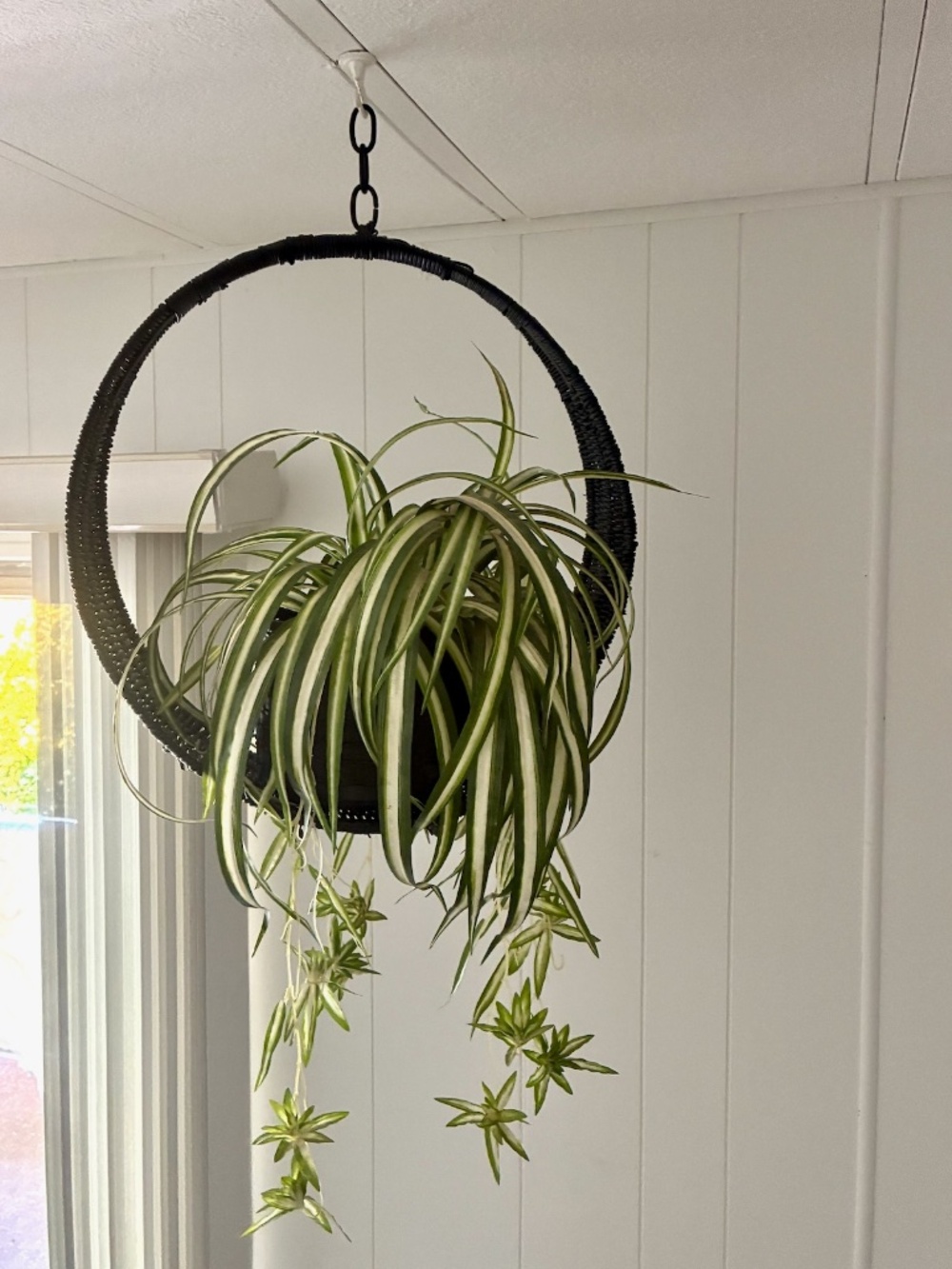 VTG 1970s Hanging Swag Faux Fern in Black Basket